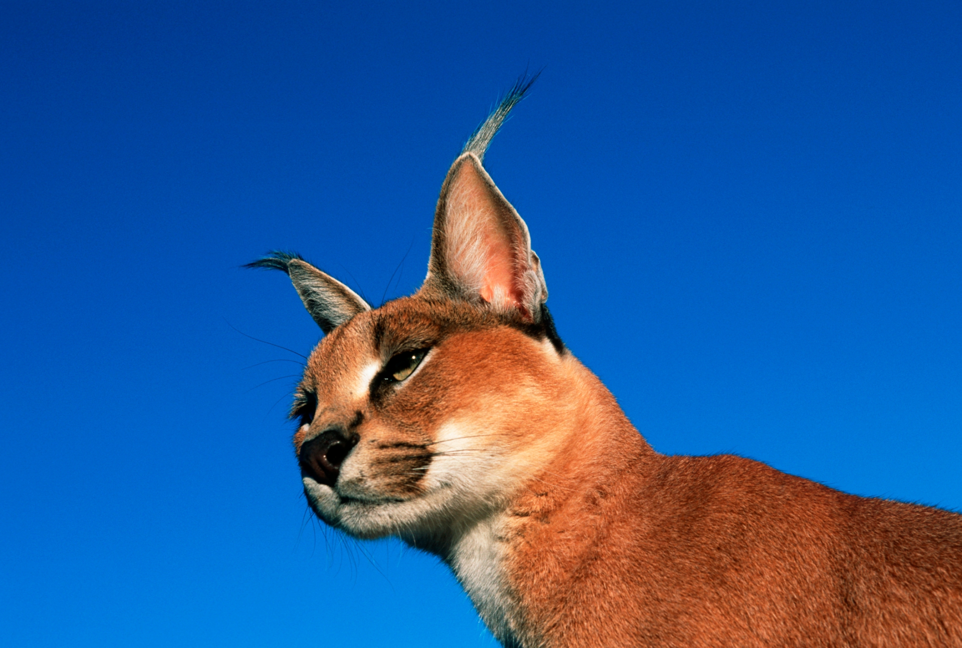 Passeggia con una lince del deserto per le vie di Milano: animale pericoloso
