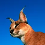 Passeggia con una lince del deserto per le vie di Milano: animale pericoloso