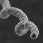 Robot nel corpo per mettere ko il cancro: speranze nei bioibridi