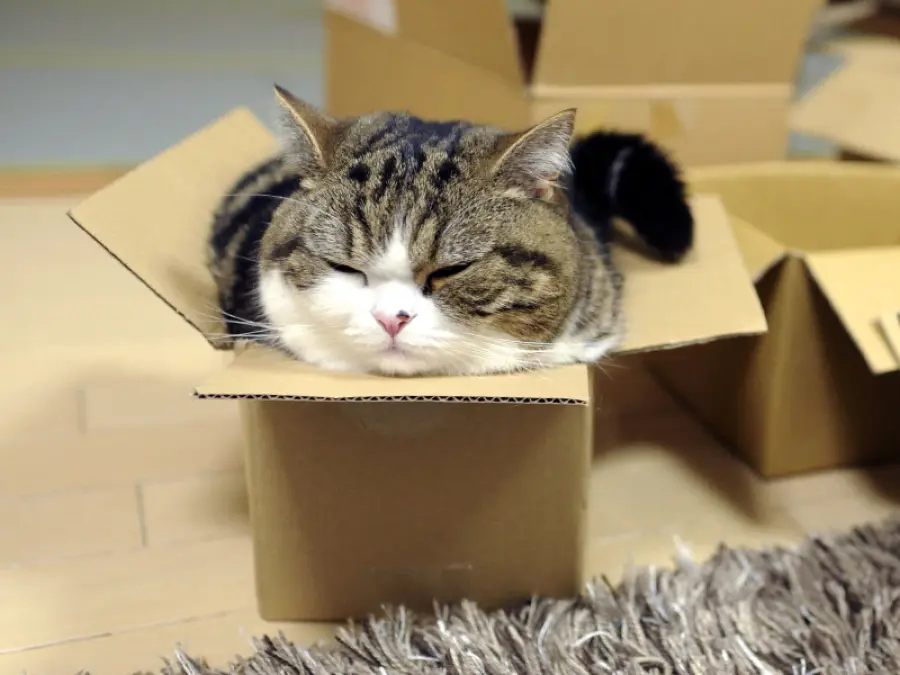 Gatto chiuso 4 giorni nel pacco: lo stupore degli operatori Ups