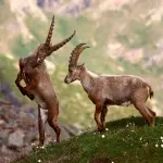 Razze di capre: Egagro, Stambecchi, Turs e Markhor