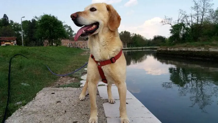 Albergatrice lascia un milione di euro ai cani, un gesto d'amore per chi non l'ha tradita mai