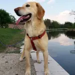 Albergatrice lascia un milione di euro ai cani, un gesto d'amore per chi non l'ha tradita mai