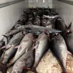 Cibi più pericolosi del mondo: ecco la black list della Coldiretti