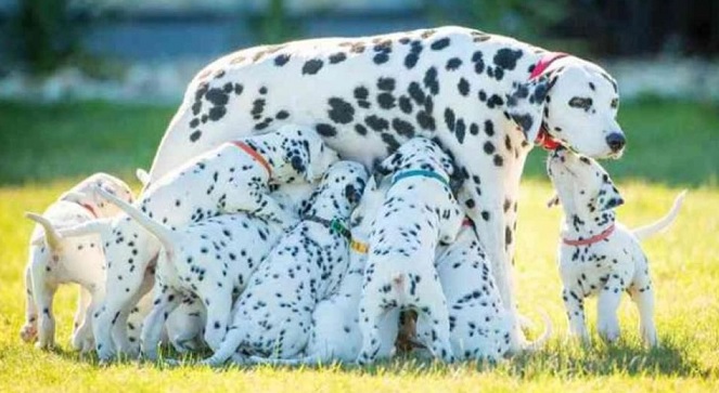 La Carica dei 101 diventa realtà: parto dalmata da record