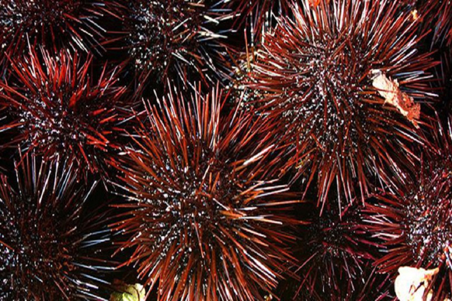 Curare il cancro con ricci di mare ed alghe: speranze dagli abissi