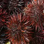 Curare il cancro con ricci di mare ed alghe: speranze dagli abissi