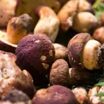 Funghi porcini spacciati per italiani ma di origine estera, la truffa
