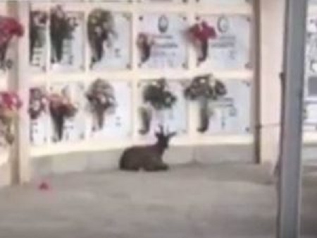 Pinerolo: capra tiene in ostaggio il cimitero