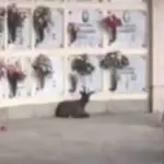 Pinerolo: capra tiene in ostaggio il cimitero