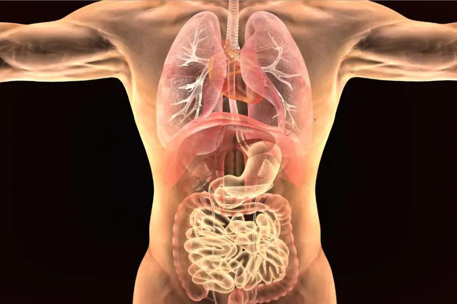 Telecamera che può vedere attraverso il corpo umano