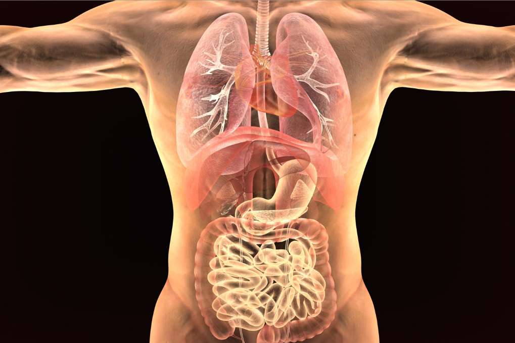 Telecamera che può vedere attraverso il corpo umano