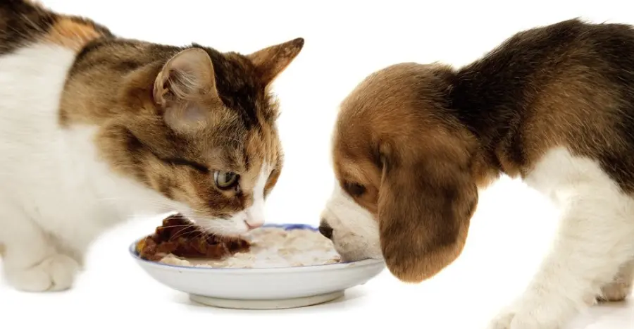 Alimenti per cani e gatti dannosi per l'ambiente