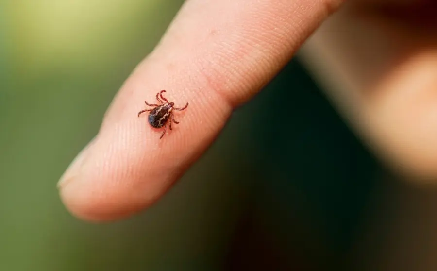 Malattia di Lyme da zecca: conseguenza e terapia