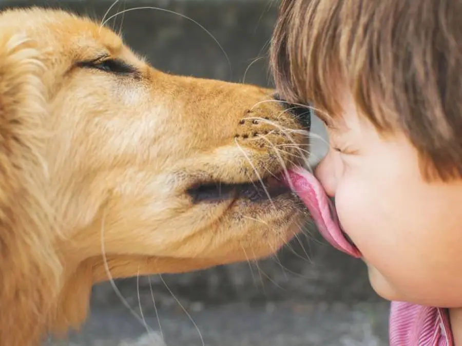 Ecco perché non dovreste lasciare i cani leccare il vostro viso