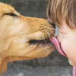 Ecco perché non dovreste lasciare i cani leccare il vostro viso
