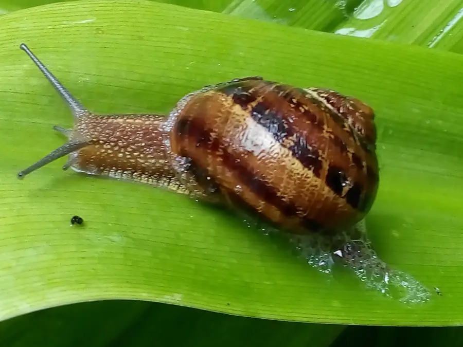 Cerotto formidabile ricavato dalla bava delle lumache