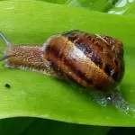 Cerotto formidabile ricavato dalla bava delle lumache