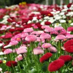 L'Italia resta la patria dei fiori