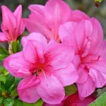 Festa della Mamma: onore a tutti gli 'angeli del focolare'