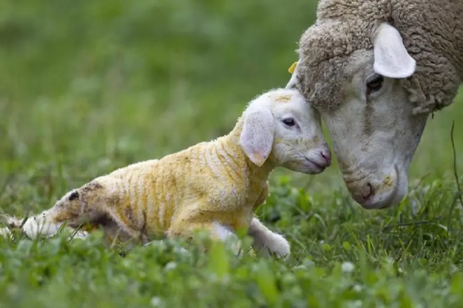 Pasqua, perché si mangia l'agnello: origini della tradizione e critiche