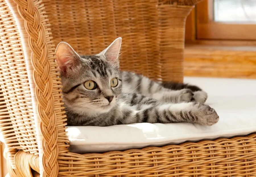 Prendere un gatto in casa: consigli pratici