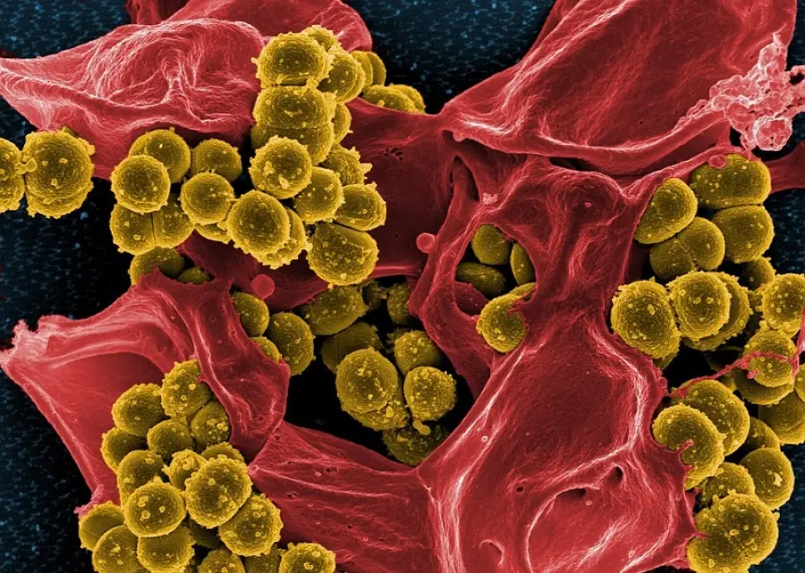 Allarme Candida auris: il fungo particolarmente resistente e difficile da eliminare