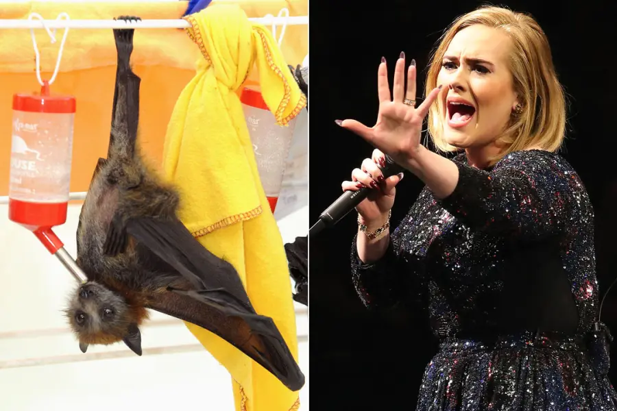 Adele terrorizzata dal pipistrello a Città del Messico