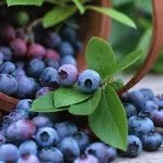 I mirtilli fanno bene agli occhi ma non contrastano infezioni urinarie