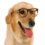 Lenti a contatto e occhiali per cani e gatti