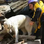 Terremoto, come tranquillizzare micio e fido?