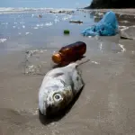 La plastica negli oceani finisce sulle nostre tavole: microsfere nei pesci