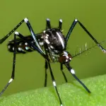 Le zanzare possono trasmettere malattie pericolose: invito alla disinfestazione del Ministero della Salute