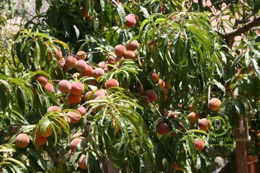 Vegani Mediterranei, la comunità online sul mondo vegan italiano
