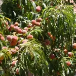 Vegani Mediterranei, la comunità online sul mondo vegan italiano