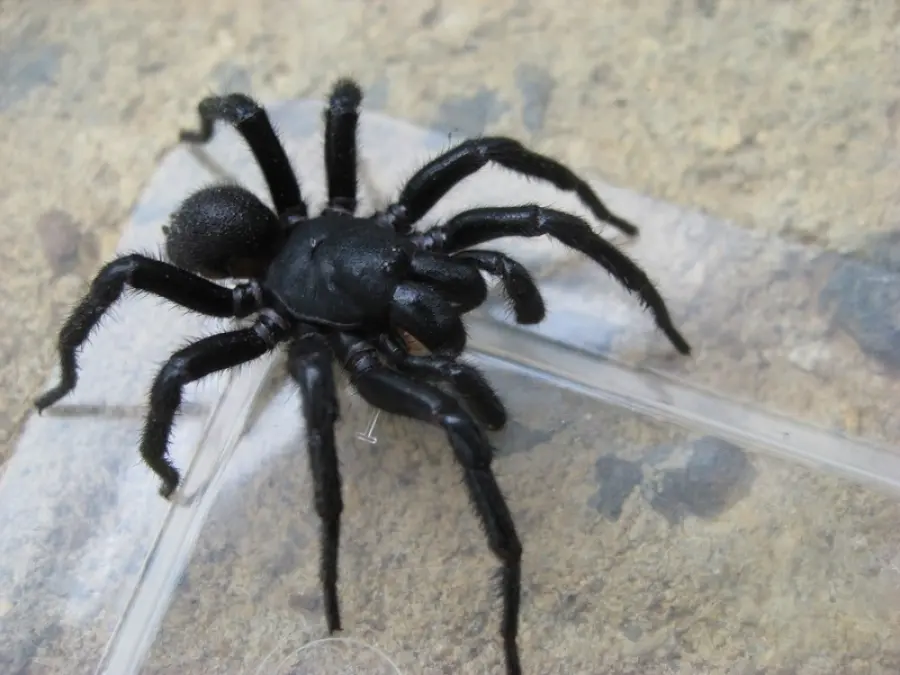 Ravenna, ragni nella stiva di una nave: marittimi impauriti