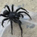 Ravenna, ragni nella stiva di una nave: marittimi impauriti