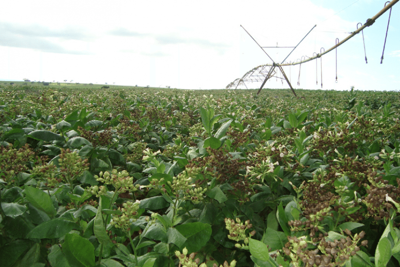 Come volare con semi di tabacco: Sunchem sagace