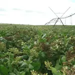 Come volare con semi di tabacco: Sunchem sagace