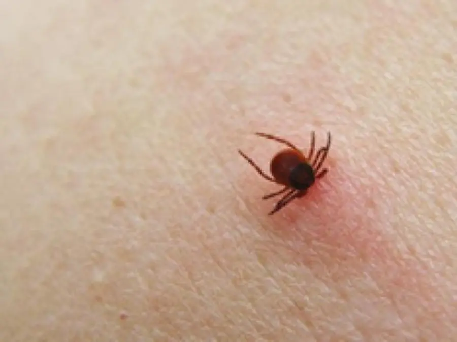 Allarme zecche a Belluno, 7 ricoverati per meningoencefalite: meglio vaccinarsi contro Tbe!