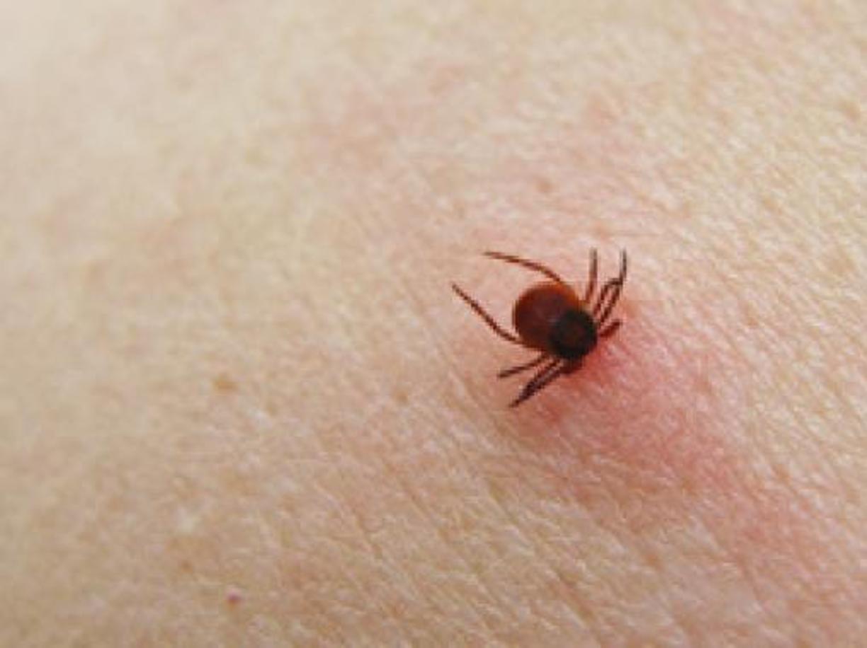 Allarme zecche a Belluno, 7 ricoverati per meningoencefalite: meglio vaccinarsi contro Tbe!