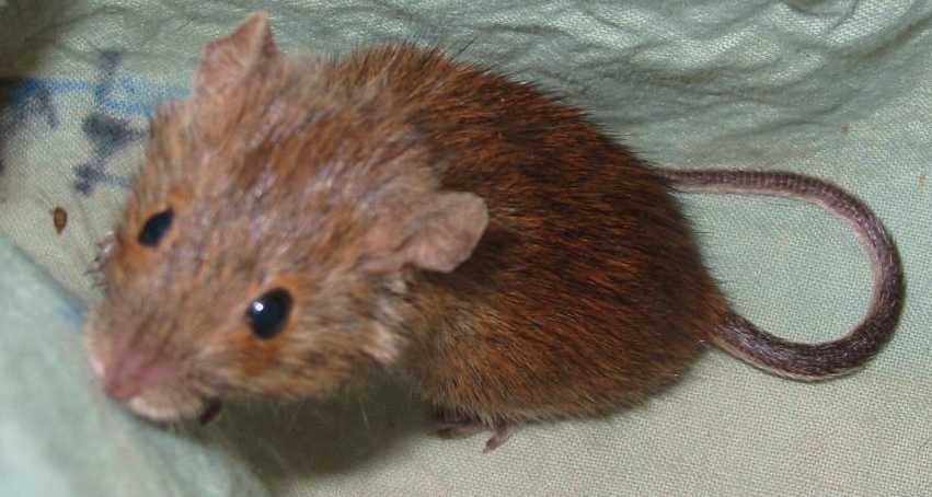 Piccolo topo prima vittima dei cambiamenti climatici