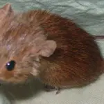 Piccolo topo prima vittima dei cambiamenti climatici