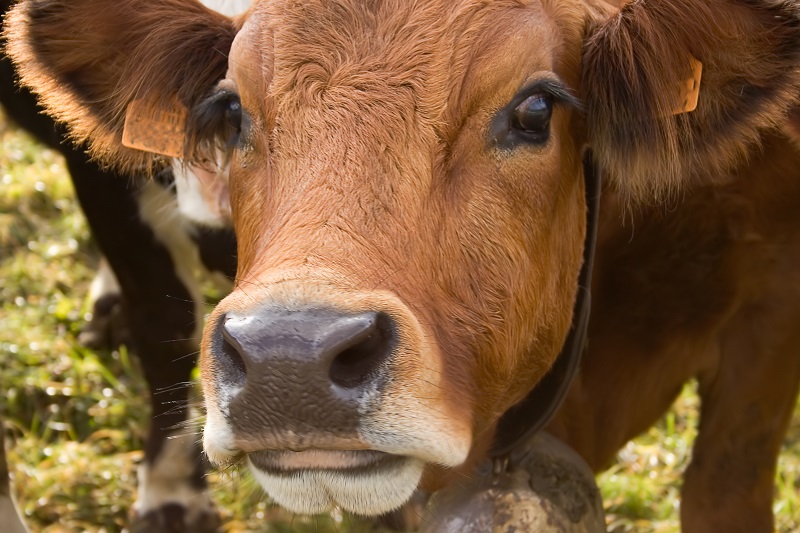 Giornata mondiale senza carne: allevamento animali ha forte impatto ambientale