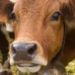 Giornata mondiale senza carne: allevamento animali ha forte impatto ambientale