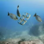 Imballaggio birra diventa cibo per pesci: idea green della Saltwater Brewery