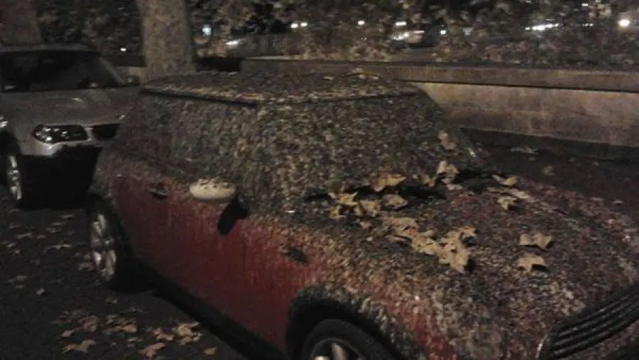 Problema piccioni a Roma: Montecitorio usa il falco