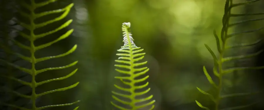 Boom CO2 favorisce inverdimento Terra