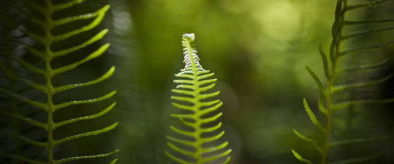 Boom CO2 favorisce inverdimento Terra