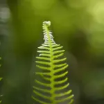 Boom CO2 favorisce inverdimento Terra